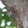 Picchio Cenerino - Grey Headed Woodpecker (Picus canus)