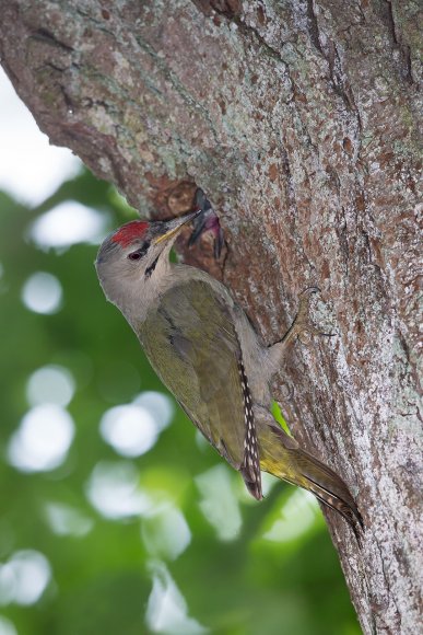 Picchio Cenerino - Grey Headed Woodpecker (Picus canus)