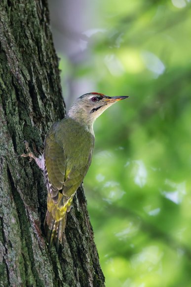 Picchio Cenerino - Grey Headed Woodpecker (Picus canus)