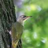 Picchio Cenerino - Grey Headed Woodpecker (Picus canus)