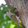 Picchio Cenerino - Grey Headed Woodpecker (Picus canus)