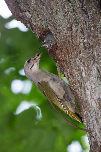 Picchio Cenerino - Grey Headed Woodpecker (Picus canus)