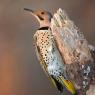 Northern flicker (Colaptes auratus)