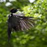 Picchio nero - Black woodpecker (Dryocopus martius)