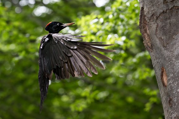 Picchio nero - Black woodpecker (Dryocopus martius)