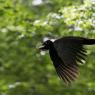 Picchio nero - Black woodpecker (Dryocopus martius)