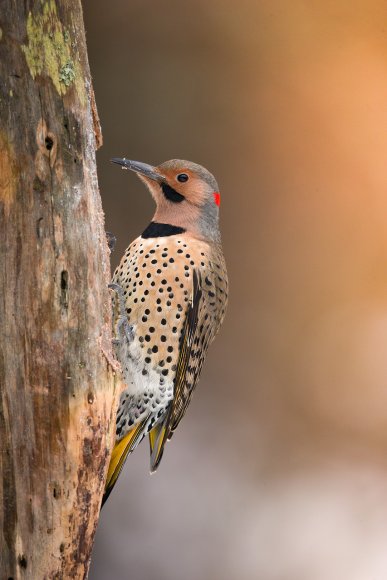 Northern flicker (Colaptes auratus)