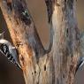 Picchio della Carolina - Red bellied woodpecker (Melanerpes carolinus)