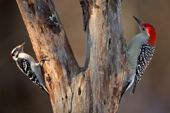 Picchio della Carolina - Red bellied woodpecker (Melanerpes carolinus)