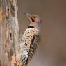 Northern flicker (Colaptes auratus)