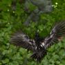 Picchio nero - Black woodpecker (Dryocopus martius)