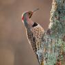 Northern flicker (Colaptes auratus)