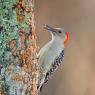 Picchio della Carolina - Red bellied woodpecker (Melanerpes carolinus)