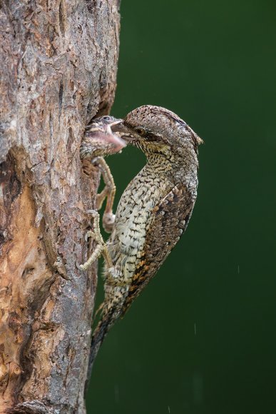 Torcicollo - Eurasian wryneck (Jynx torquilla)