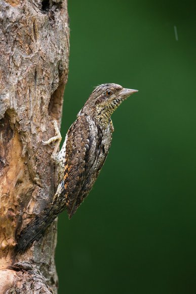 Torcicollo - Eurasian wryneck (Jynx torquilla)