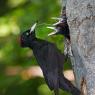 Picchio nero - Black woodpecker (Dryocopus martius)