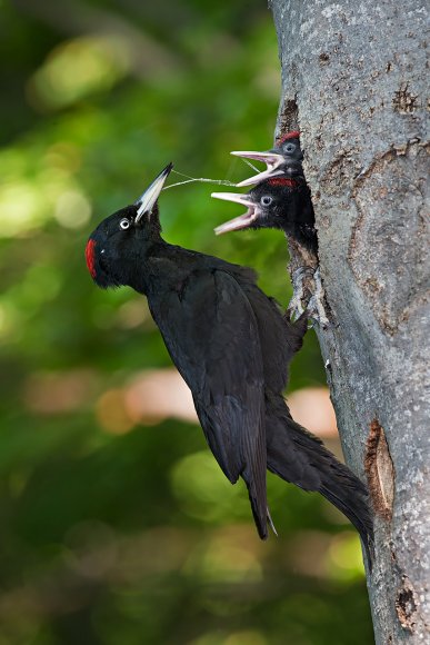 Picchio nero - Black woodpecker (Dryocopus martius)