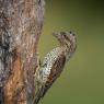 Torcicollo - Eurasian wryneck (Jynx torquilla)