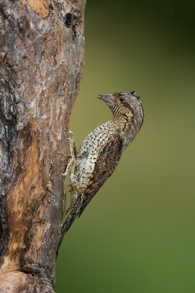 Torcicollo - Eurasian wryneck (Jynx torquilla)