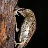 Torcicollo - Eurasian wryneck (Jynx torquilla)