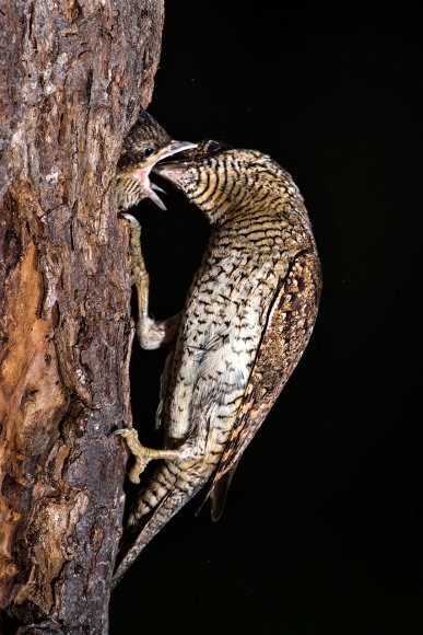 Torcicollo - Eurasian wryneck (Jynx torquilla)