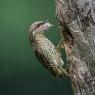 Torcicollo - Eurasian wryneck (Jynx torquilla)