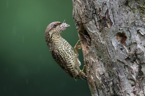 Torcicollo - Eurasian wryneck (Jynx torquilla)