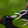 Picchio nero - Black woodpecker (Dryocopus martius)