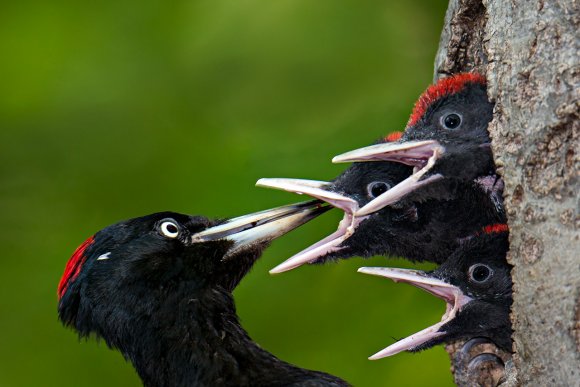 Picchio nero - Black woodpecker (Dryocopus martius)