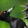 Picchio nero - Black woodpecker (Dryocopus martius)