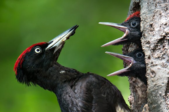 Picchio nero - Black woodpecker (Dryocopus martius)