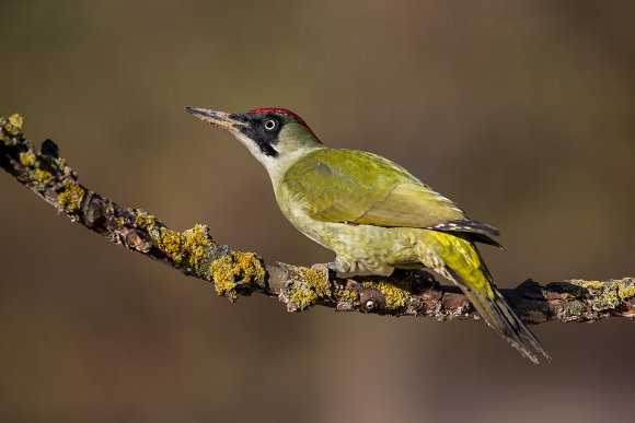 Picchio verde - Eurasian Green Woodpecker (Picus viridis)