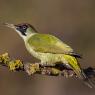 Picchio verde - Eurasian Green Woodpecker (Picus viridis)