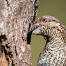 Torcicollo - Eurasian wryneck (Jynx torquilla)