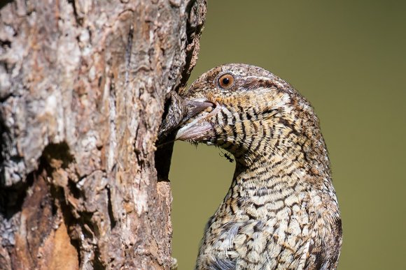 Torcicollo - Eurasian wryneck (Jynx torquilla)