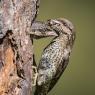 Torcicollo - Eurasian wryneck (Jynx torquilla)