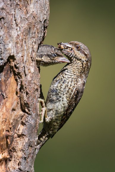 Torcicollo - Eurasian wryneck (Jynx torquilla)