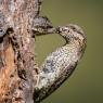 Torcicollo - Eurasian wryneck (Jynx torquilla)