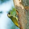 Picchio verde - Eurasian Green Woodpecker (Picus viridis)