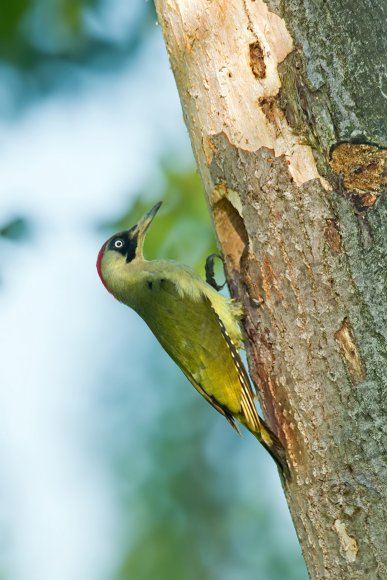 Picchio verde - Eurasian Green Woodpecker (Picus viridis)