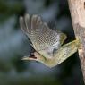 Picchio verde - Eurasian Green Woodpecker (Picus viridis)