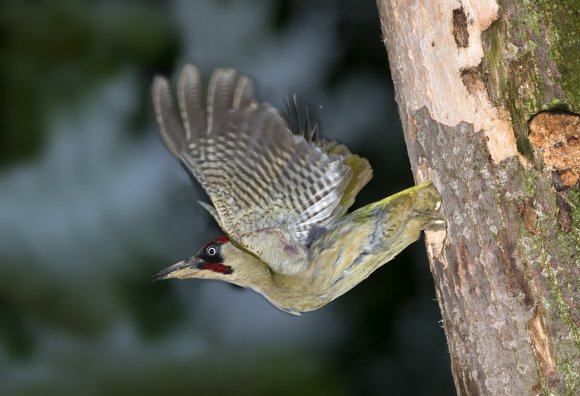 Picchio verde - Eurasian Green Woodpecker (Picus viridis)