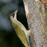 Picchio verde - Eurasian Green Woodpecker (Picus viridis)