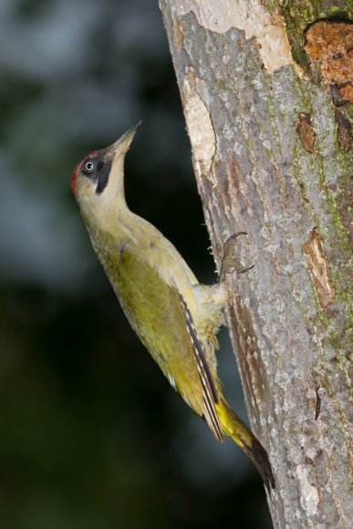 Picchio verde - Eurasian Green Woodpecker (Picus viridis)