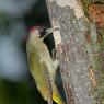 Picchio verde - Eurasian Green Woodpecker (Picus viridis)