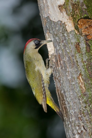 Picchio verde - Eurasian Green Woodpecker (Picus viridis)