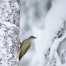 Picchio Cenerino - Grey Headed Woodpecker (Picus canus)