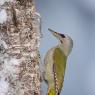 Picchio Cenerino - Grey Headed Woodpecker (Picus canus)