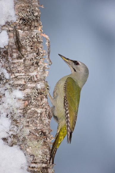 Picchio Cenerino - Grey Headed Woodpecker (Picus canus)