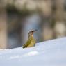 Picchio Cenerino - Grey Headed Woodpecker (Picus canus)